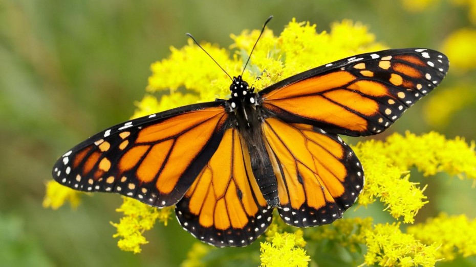 Monarch Butterfly's Toxin Resistance Conferred In Fruit Flies, Claims ...